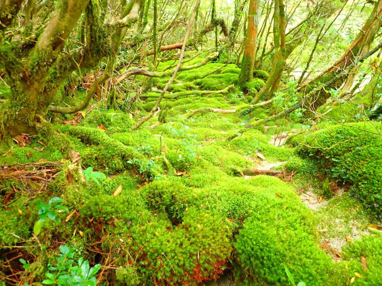 Yakushima Cottage Morino Fairy All Cotage With Open-Air Bath Zewnętrze zdjęcie